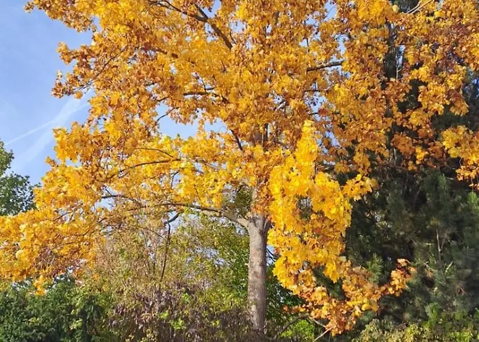 An Der Hutweide * Sooss